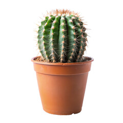 Vibrant green, cylindrical golden barrel cactus densely covered in long, pale yellow spines, is potted in a rustic terracotta clay container and stands, isolated on transparent background.