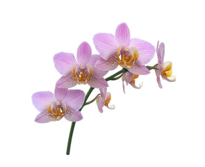Branch with purple yellow orchid flowers isolated on white background. Floral design element.	
