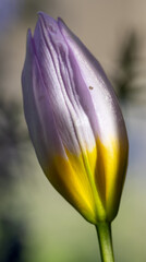 Close up of a small pale purple and yellow tulip bud, about to open. © Graham
