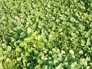 Fresh green leaves of Malva parviflora, commonly known as cheeseweed mallow, showing natural leaf pattern with rounded lobes and visible veins, growing naturally in wild vegetation