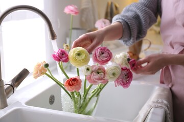 Woman taking care of cut fresh ranunculus flowers in kitchen, closeup