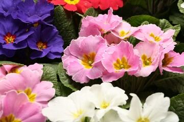 Beautiful primula (primrose) plants with colorful flowers as background, closeup. Spring blossom