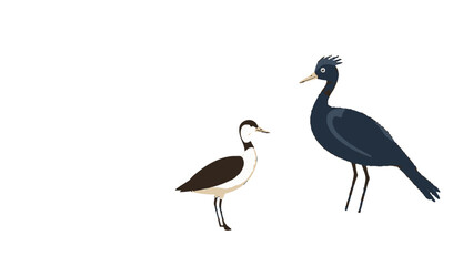 Obraz premium Two Wading Birds Black and Brown Avocet or Heron Standing, Isolated White Background