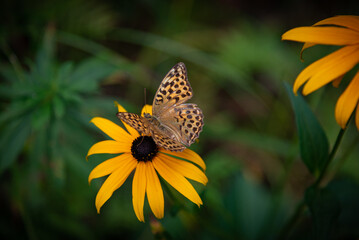Motyl dostojka latonia na żółtych kwiatach © Patrycja