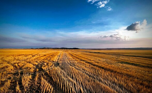An endless harvested wheat field