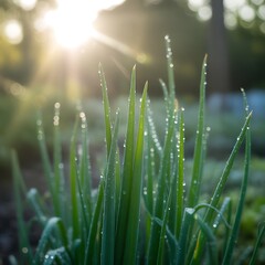 Morning Dew on Fresh Green Grass