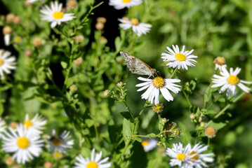 Silver-washed Fritillary butterfly (Argynnis paphia) sitting on a daisy in Zurich, Switzerland