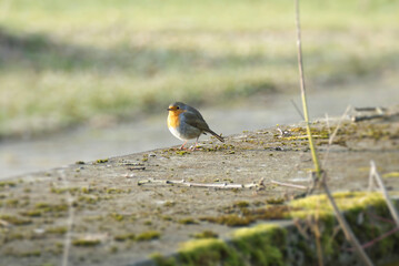 European robin (Erithacus rubecula) sitting on a stone in Zurich, Switzerland