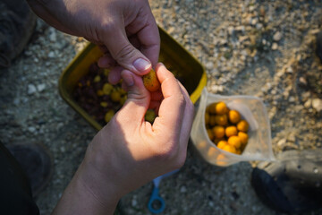 Fisherman's hands preparing bait for carp fishing.