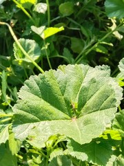 Fresh green leaves of Malva parviflora, commonly known as cheeseweed mallow, showing natural leaf pattern with rounded lobes and visible veins, growing naturally in wild vegetation
