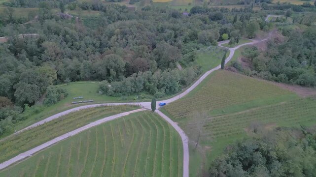 Vineyards on the hills of Savorgnano, Friuli.
