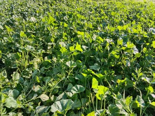Fresh green leaves of Malva parviflora, commonly known as cheeseweed mallow, showing natural leaf pattern with rounded lobes and visible veins, growing naturally in wild vegetation