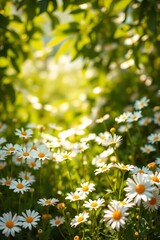 White Daisies Meadow Blooming Green Grass Close-Up