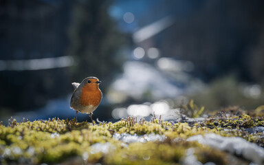 European robin in winter in front of a mountain village in the background. French Pyrenees
