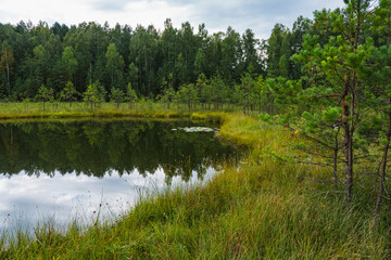 landscape of an overgrown dystrophic lake with a floating mat and coniferous forest © michal812