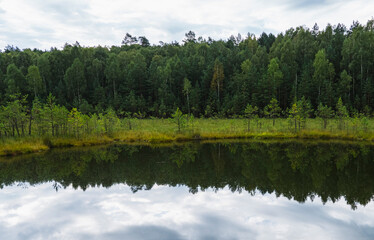 Fototapeta premium landscape of an overgrown dystrophic lake with a floating mat and coniferous forest