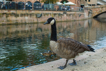 Canada goose stands on a stone riverbank beside calm water, with historic walls and cafes behind. Urban wildlife meets medieval architecture along a European canal. Nuremberg, Germany, Europe.