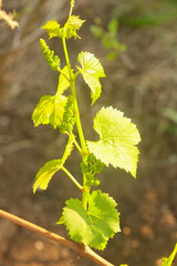 branch of grapes with buds in garden