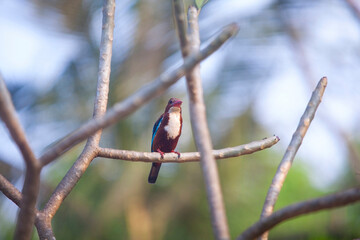 beautiful kingfisher bird on  tree