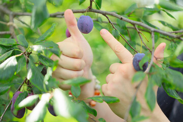 ripe blue plum on tree in an orchard