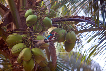 beautiful kingfisher bird on  tree