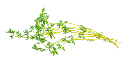 Fresh green thyme herb sprigs isolated, culinary spice and natural food ingredient concept