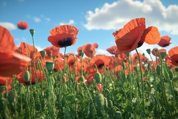 Bright red poppies bloom in a vibrant field under a clear blue sky during daytime