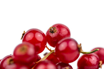 the fresh natural red currant fruits