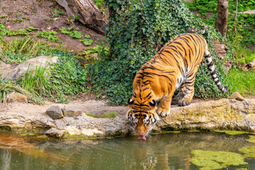 Tiger Drinking at Water s Edge