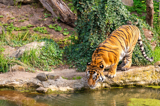 Tiger Leaning Down to Drink Water