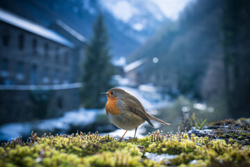 European robin in winter in front of a mountain village in the background. French Pyrenees