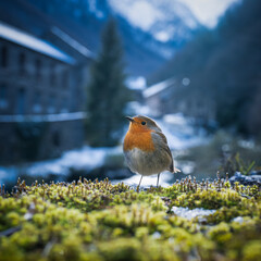 European robin in winter in front of a mountain village in the background. French Pyrenees