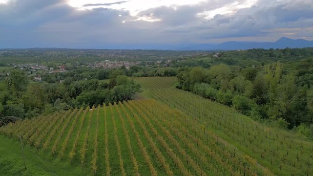Vineyards on the hills of Savorgnano, Friuli.