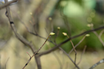 Spike witch hazel branch with buds - Latin name - Corylopsis spicata