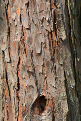 Incense cedar bark detail - Latin name - Calocedrus decurrens Aureovariegata