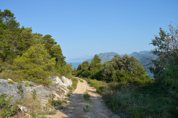 A scenic gravel road winds through a lush pine forest on the Peljesac peninsula in Croatia leading toward the Sveti Ivan viewpoint with mountains and sea in the distance