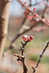 Apricot tree branch with flower buds - Latin name - Prunus armeniaca Albicocco Vitillo