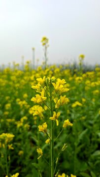 Mustard flower picture