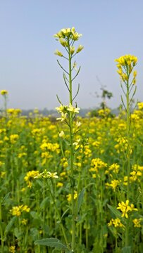 Mustard flower picture