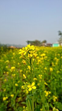 Mustard flower picture