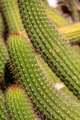 cactus close up