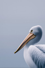 Close-up of pelican against clear blue sky &ndash; minimalist wildlife and nature photography
