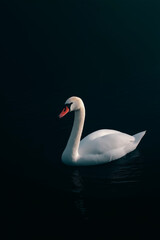 Elegant white swan swimming on dark tranquil lake water in moody natural light
