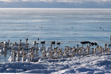 Fototapeta premium Mute swans jammed into small space of open water in winter, real danger of starvation