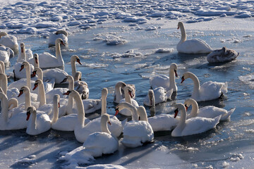 Mute swans jammed into small space of open water in winter, real danger of starvation