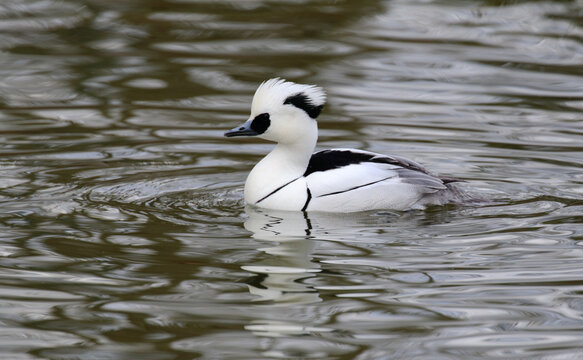 Male of smew swimming.
