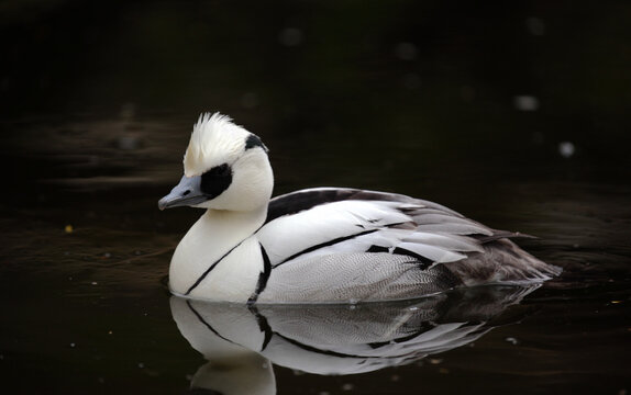 Smew male on the water.