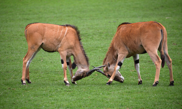 Two eland antelopes head-butt each other.