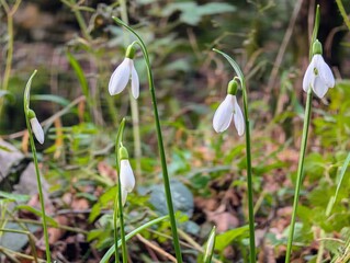 spring flowers snowdrops
