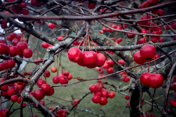 A vibrant display of red winterberries adorning the branch of a deciduous tree in a lush, natural setting.